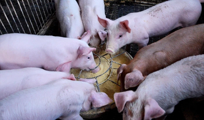 Afrikanische Schweinepest auf dem Vormarsch - Jagdhygiene wichtiger denn je