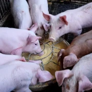 Afrikanische Schweinepest auf dem Vormarsch - Jagdhygiene wichtiger denn je