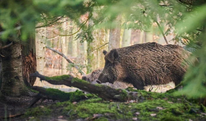 Afrikanische Schweinepest auf dem Vormarsch - Jagdhygiene wichtiger denn je