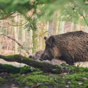 Afrikanische Schweinepest auf dem Vormarsch - Jagdhygiene wichtiger denn je