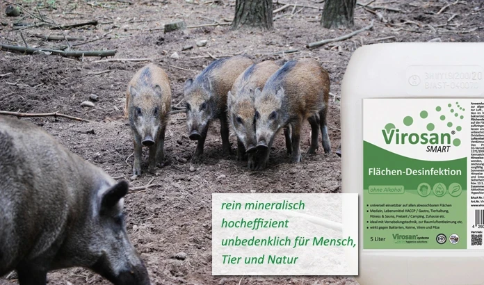 Afrikanische Schweinepest auf dem Vormarsch - Jagdhygiene wichtiger denn je