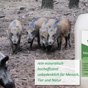 Afrikanische Schweinepest auf dem Vormarsch - Jagdhygiene wichtiger denn je