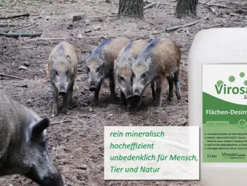 Afrikanische Schweinepest auf dem Vormarsch - Jagdhygiene wichtiger denn je